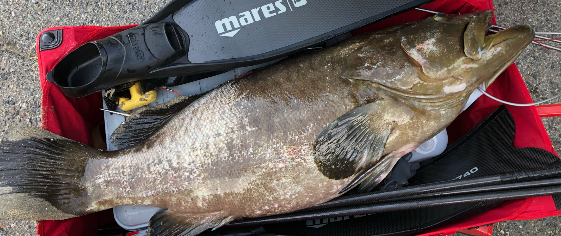 魚突き・スピアフィッシング　セット | SPEAR SEALS モリ 4点セット 収納バック付き (2ピース ⁄ 日本